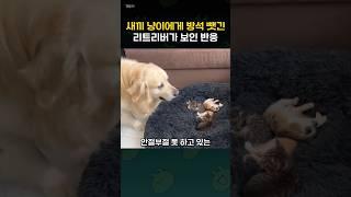 새끼 냥이에게 최애 방석 빼앗긴 리트리버가 보인 반응