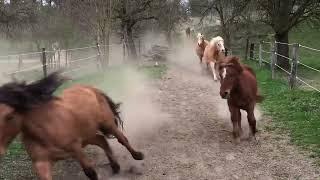 Horse Running