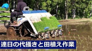 代掻き、田植え真っ最中　イセキ5条植え田植機【2024】