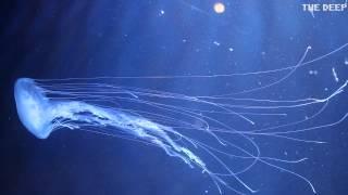 New species of Jellyfish