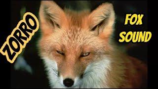 sonido de zorro FOX SOUNDS