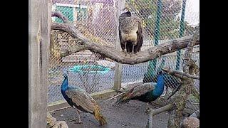 paw indyjski w wolierze,Indian Blue Peacock in the aviary,Индийский павлин в вольере