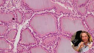 Histology of the thyroid and parathyroid glands