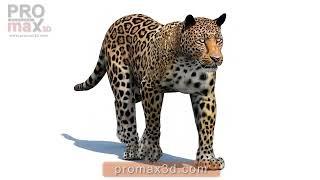 Animated Leopard 3D Model for Download | @PROmax3D