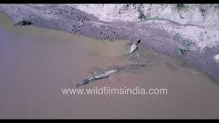 Aerial exploration of crocodiles in Maasai Mara