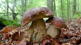 The magic of the beech forest - porcini mushrooms July 2024 Cento Laghi Park