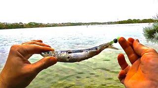 This Bait Catches So Many Fish! Mixed Species Fishing In The Swan River!