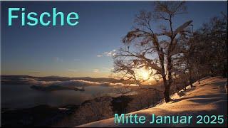  Fische - Mitte Januar 2025   -  Cool bleiben  -