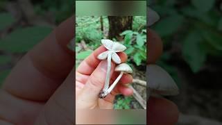 Мицена снежноножковая Mycena niveipes Мицена белоногая Мицена белоножковая #шортс #mushroom #shorts