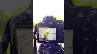 Nikon camera photography  #nikon #photography #camera #nikoncamera @sk.photography2.0 #shorts