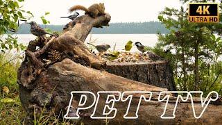 Entertain Your Cat or Dog with Pet TV | Beautiful Birds Along the Lake