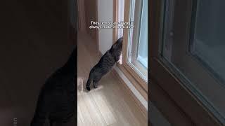 My cat: I don't care if you can't hunt. I'm just so happy you're home #shorts #cat #funny