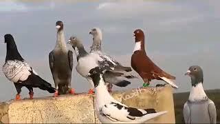 حمام نخب للبيع ادلب سوريا   المعلومات أسفل الفيديو في صندوق الوصف  sale pigeons