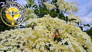 Elderberry Blossoming, Nectar Pollen Resources, Plants for Pollinators