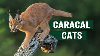 Caracal Cats: A Unique Alliance With The South African Air Force | Apex Predators Documentary