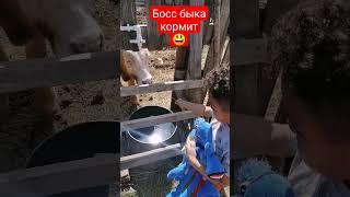 Быка корми маленький Русский Ниггa Босс