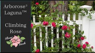 Arborose® Laguna™ Climbing Rose / KORadigel/ Zone 8a