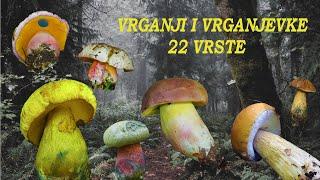 Vrganji i vrganjevke | 22 vrste