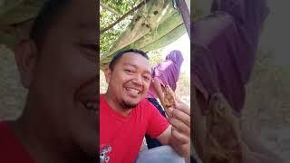 Sanggar Ketapang (ubi goreng) Khas Daerah Kunir