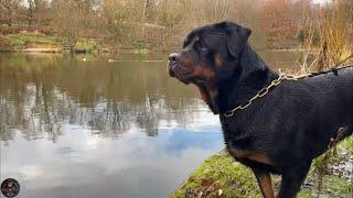 Rottweiler Day Out Chasing Ducks