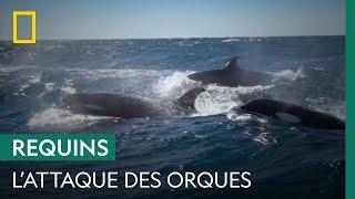 Des orques prennent en chasse un grand requin blanc