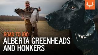 Road to 100 | Alberta Greenheads and Honkers