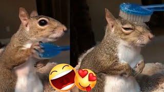 Cute Squirrel wants some Brushing ️ - Relaxing and Funny animal video