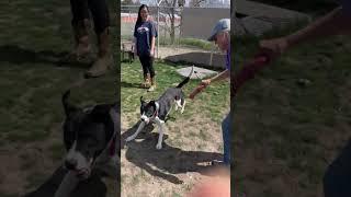 Video of adoptable pet named Kassie