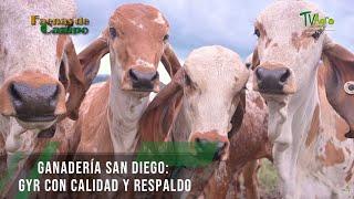 Ganadería San Diego: Gyr con calidad y respaldo - TvAgro por Juan Gonzalo Angel Restrepo