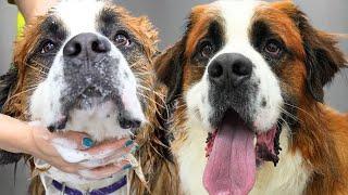 So you want a SAINT Bernard, eh?