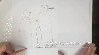 Drawing Animals