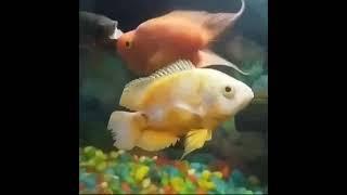 Parrot and oscur the aqua fish #shorts #shortsviral #trending #youtubeviral #parotandoscur