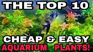 TOP 10: CHEAP & EASY AQUARIUM PLANTS! Affordable & Simple To Care For! Low Light OR High Tech Tanks.