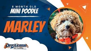 Mini Poodle, 8 Month Old, Marley | Best Dog Trainers Loudoun County | Off Leash K9