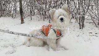 sub)Winter vlog with A dog who became a snowman, dog grooming challenge of a coward mixed breed dog