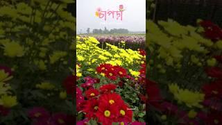 West Bengal’s New Flower Heaven!  | Ranaghat Chapra Flower Valley 2025 #shorts