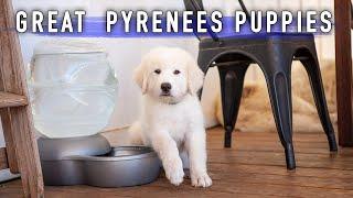 Great Pyrenees Puppies - 10 Weeks Old - Livestock Guardian Dogs