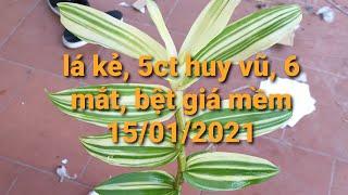 lan phi điệp lá kẻ phát tài - 5ct huy vũ - 5ct cmr - 6 mắt - bệt - 0867487638 - Hoa Lan Đất Việt