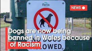 Wales: Dogs banned in countryside because RACISM