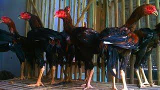 Cara Ternak Ayam Bangkok Rumahan Yang Datangkan Keuntungan Besar