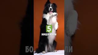 5 фактов о породе – Бордер-колли #shorts #бордерколли #собаки