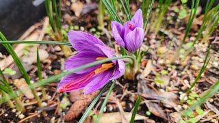 Growing Saffron, the most expensive spice (with all updates)