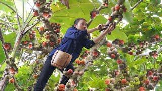 Harvest Roxburgh Fig Goes to market sell - Make cough medicine from fruits that are easy to find