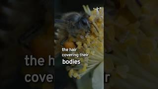  How do Bee Farmers Collect Pollen from Bees? #shorts