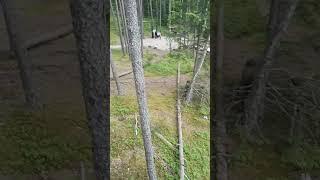 Озеро Велнэзерс (за Аглоной, Латгале) в этом году. 22.06. 2025.