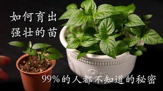 99%的人都不知道的育苗秘密｜如何育出强壮的苗｜茄子、辣椒、番茄等蔬菜育苗｜｜How to grow strong seedlings｜The secret of growing vegetables