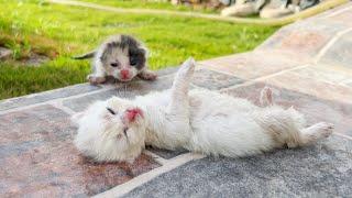 Two dying kittens lay on the warm ground, no one could hear them faintly crying for help.