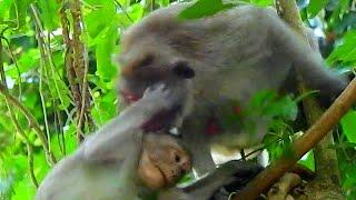 You clear..Jane monkey rapid di_sciplined br@t Jonna to get her earwax clearly what she most dislike