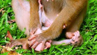 Please god help me! Poor life of baby monkey living with nasty mother