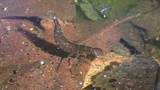 Predaceous Diving Beetle Larvae & Others in a Vernal Pool (with Birdsong)